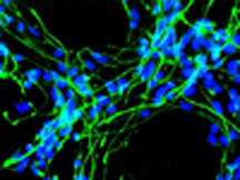cellule