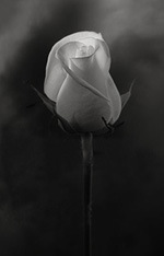rose-noir-blanc